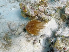 Magnifient Featherduster Worm
